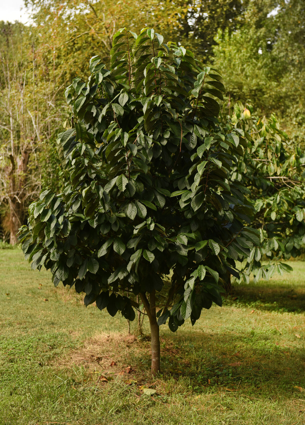 Bashavia Gardens pawpaw